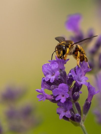Apiculture : les meilleures races d'abeilles pour débuter